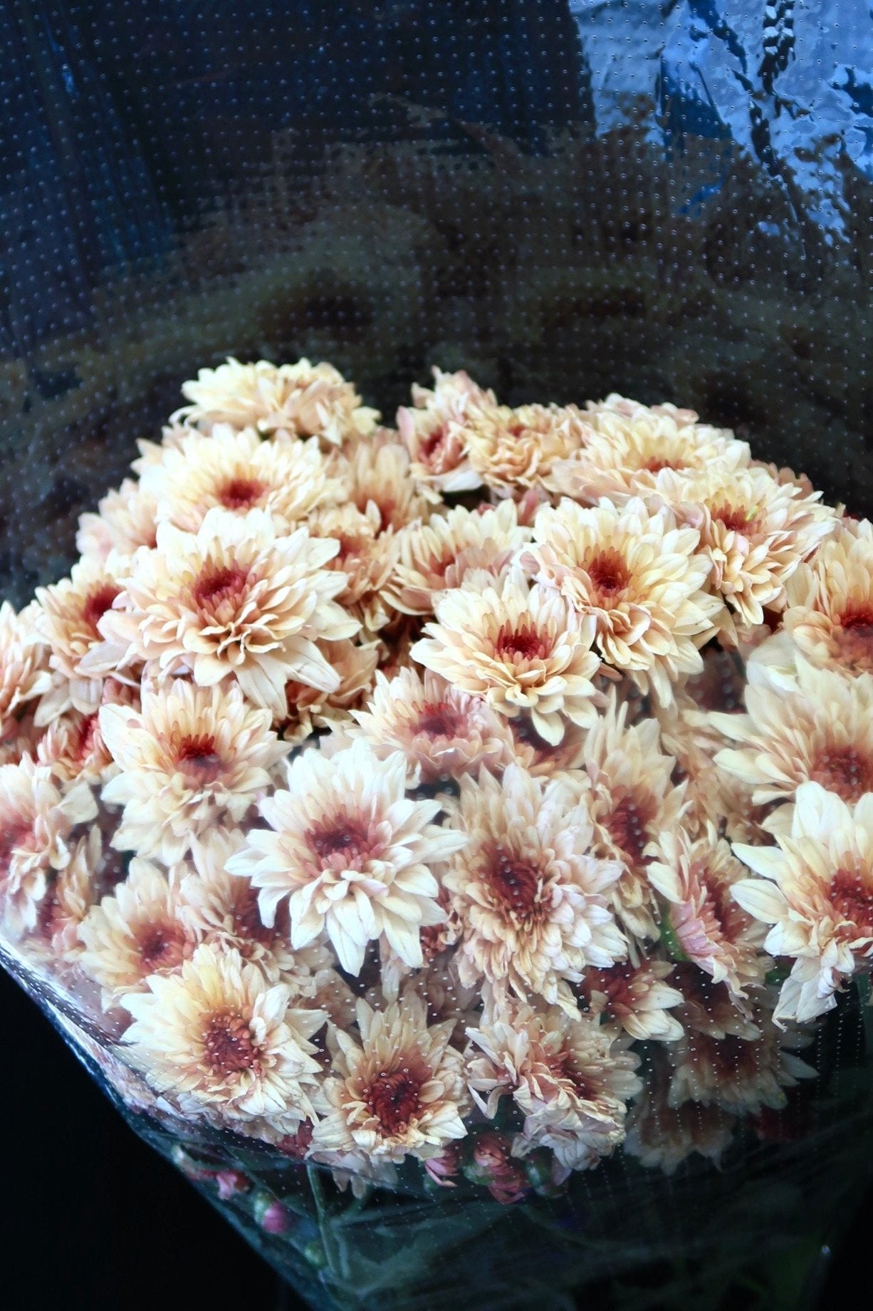 Chrysanthemum Pom Pom - Cream