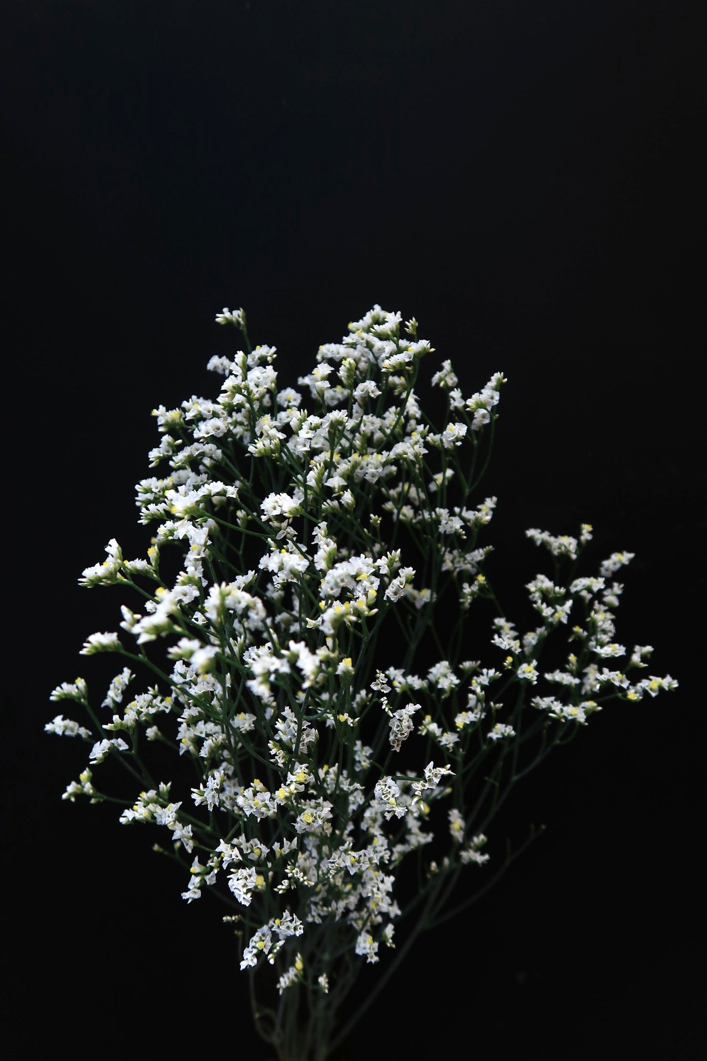 Limonium - White