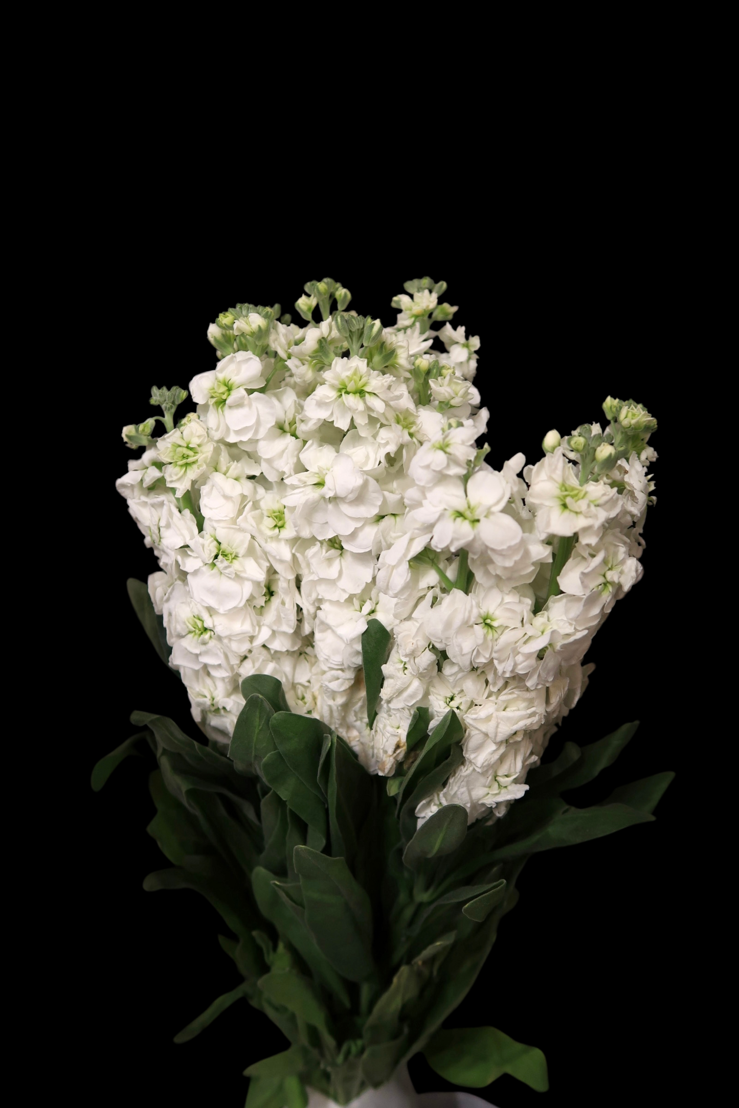 Matthiola - White