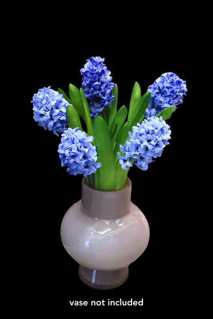 Hyacinthus - Purple