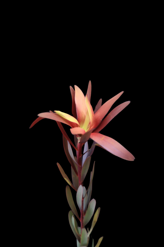 Leucadendron