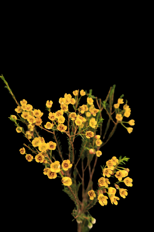 Wax Flower - Yellow