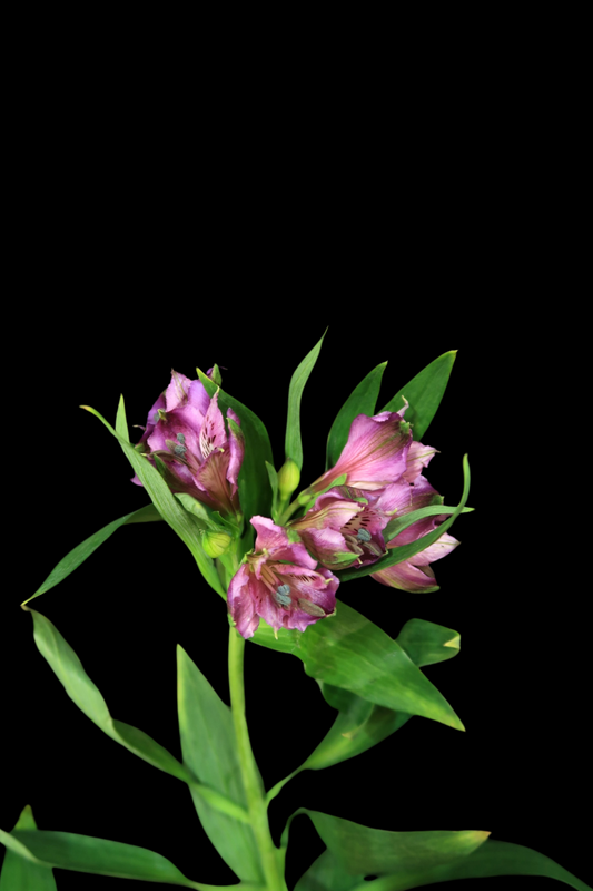 Alstroemeria - Purple