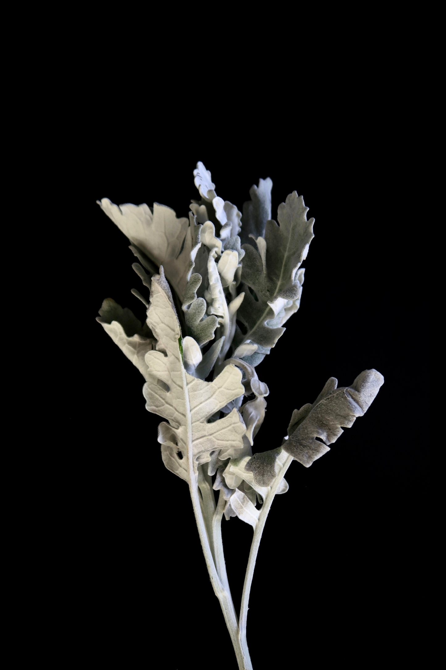 Dusty Miller