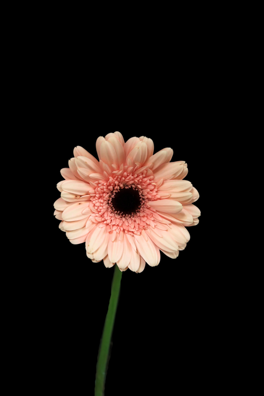 Gerbera - Light Pink