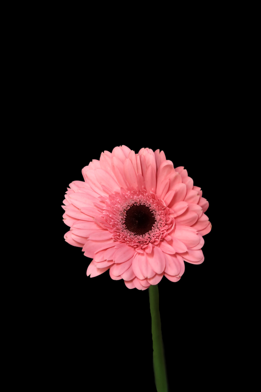 Gerbera - Pink