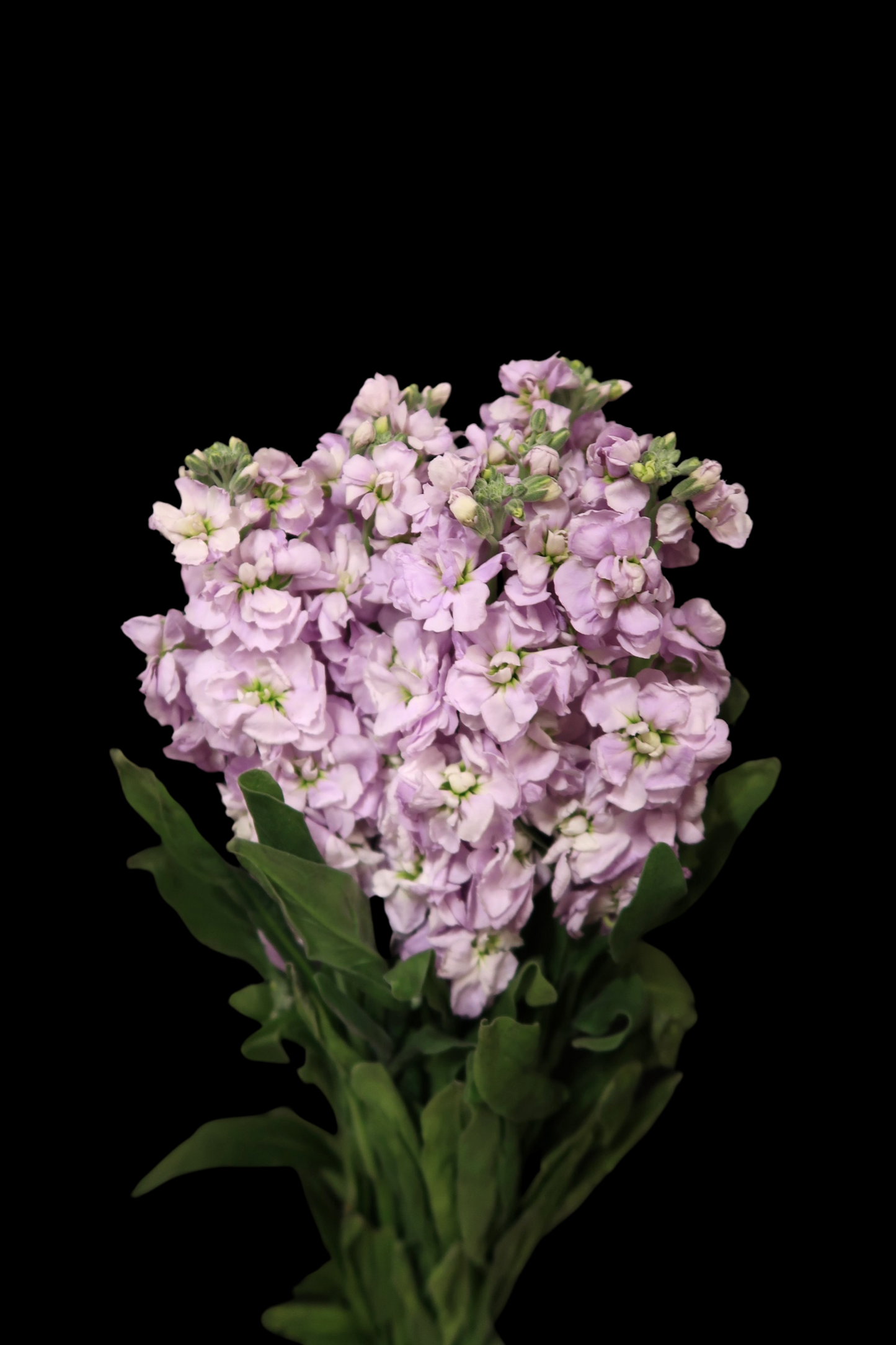 Matthiola - Purple