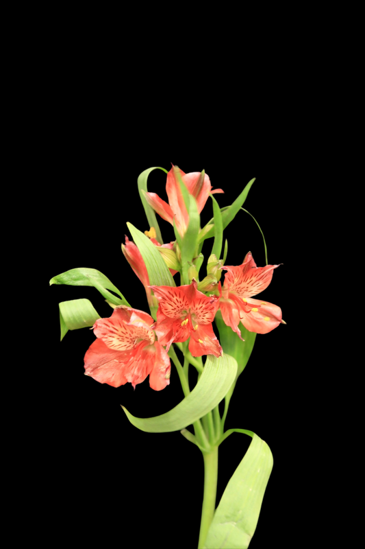 Alstroemeria - Red