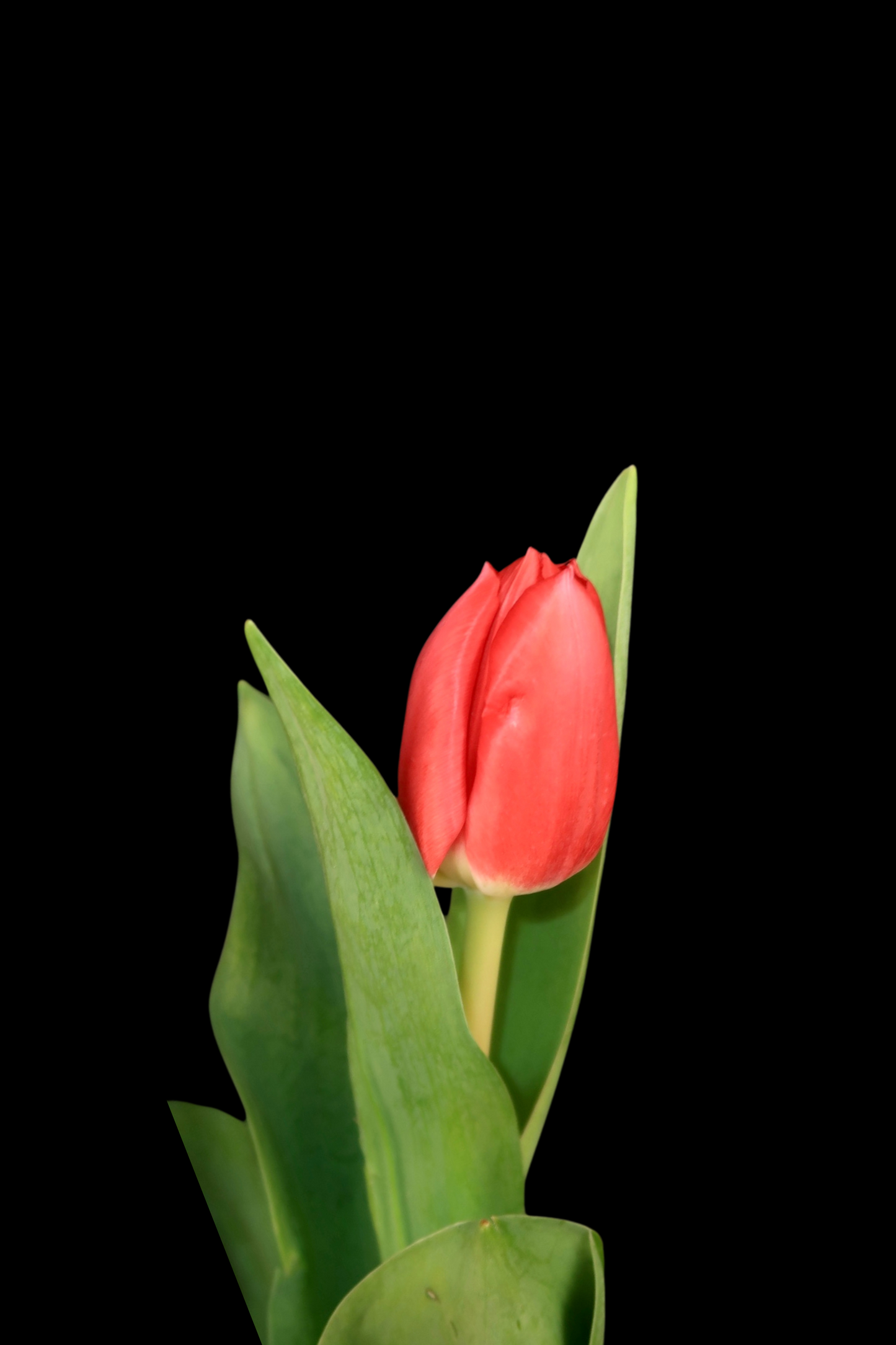 Tulip - Peach